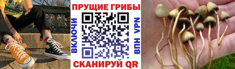 Псилоцибиновые грибы мицелий  нарко площадка Telegram  Обоянь  как найти закладки 